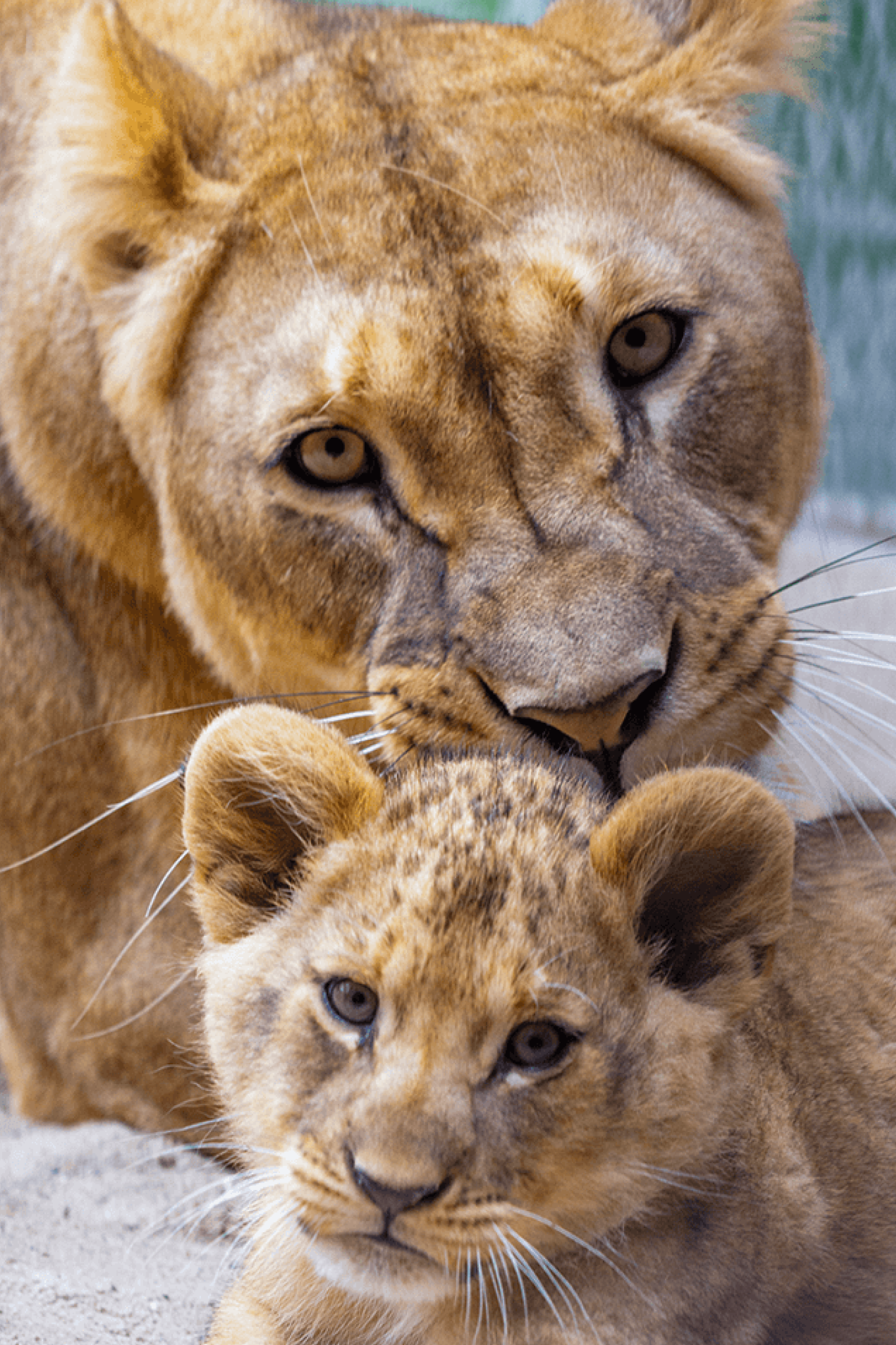 Leoa e filhote no Zoo São Paulo